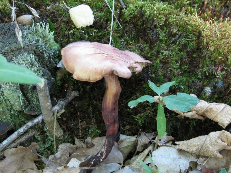 Collybia fusipes